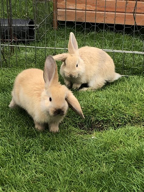 brookes bunny farm|baby bunnies for sale near me.